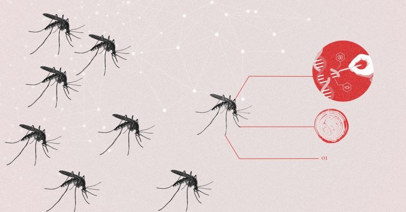 burkina faso bill gatesin genetigi degistirilmis sivrisineklerini bulup yok edecek 0 k7hX6Qh9