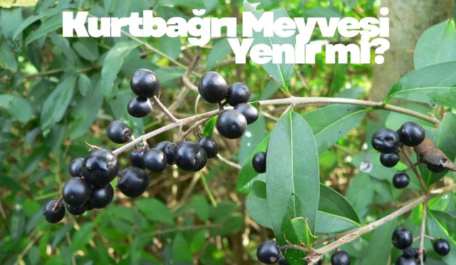 Kurtbağrı Meyvesi Yenir mi