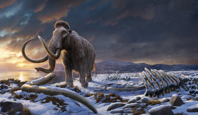 Mamut RNA’sı Bulundu! Soyu Tükenen Devler Geri Mi Dönüyor