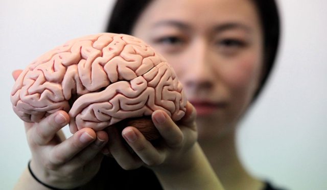 Yetişkin Beyni Sandığımızdan Daha Geç Oluşuyor